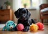Chiot cocker spaniel noir assis sur le sol en bois