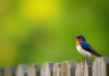 Hirondelle perchée sur une clôture en bois en plein jour