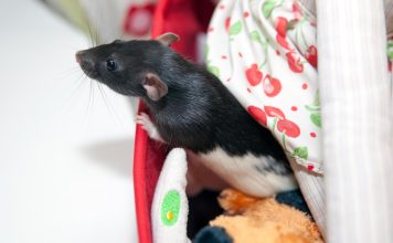 Rats et enfants : prévenir les risques et assurer un environnement sain ! Rats et enfants : prévenir les risques et assurer un environnement sain !